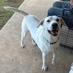 Photo of Bob, adoptable Labrador Retriever in Albany, New York