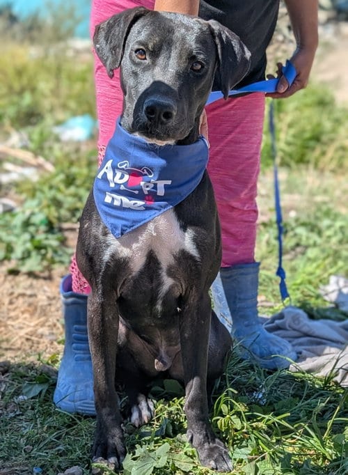 Photo of Pancho, adoptable Labrador Retriever in San Diego, California