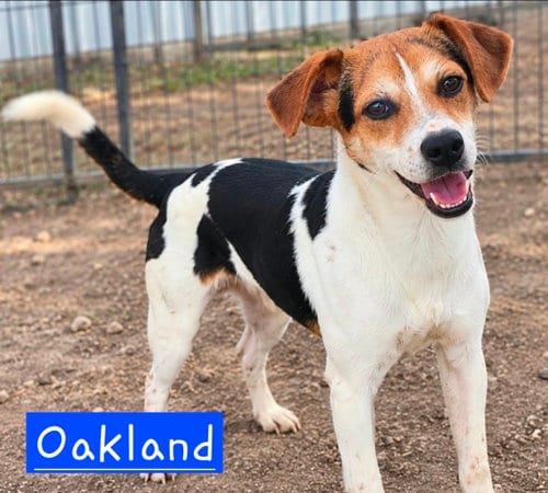 Photo of Oakland, adoptable Rat Terrier in Robbinsdale, Minnesota