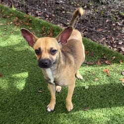 Photo of Chica 2161, adoptable Chihuahua in Loxahatchee, Florida