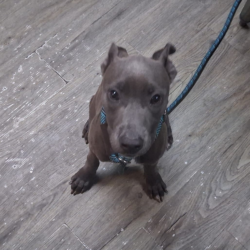 Photo of Jackie, adoptable Mixed Breed (Medium) in Summerville, South Carolina