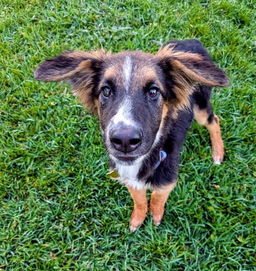 Photo of Avie Rose, adoptable Collie in Sandy, Utah