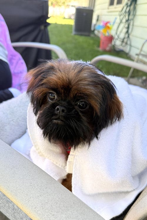Photo of Cookie the Shiffon, adoptable Shih Tzu in Wheaton, Illinois