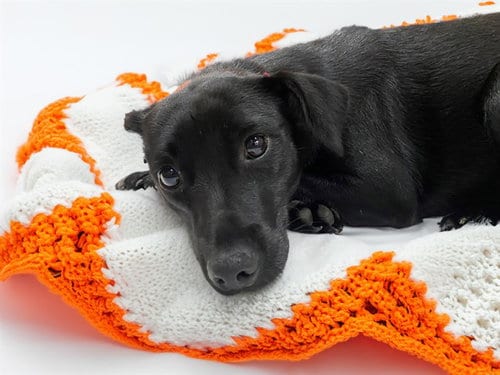 Photo of Bonnie, adoptable Labrador Retriever in Ft Lauderdale, Florida