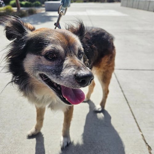 Photo of Pablo, adoptable Shetland Sheepdog Sheltie in Alameda, California