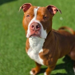 Photo of Tyrolite, adoptable American Pit Bull Terrier in Chatham, Virginia