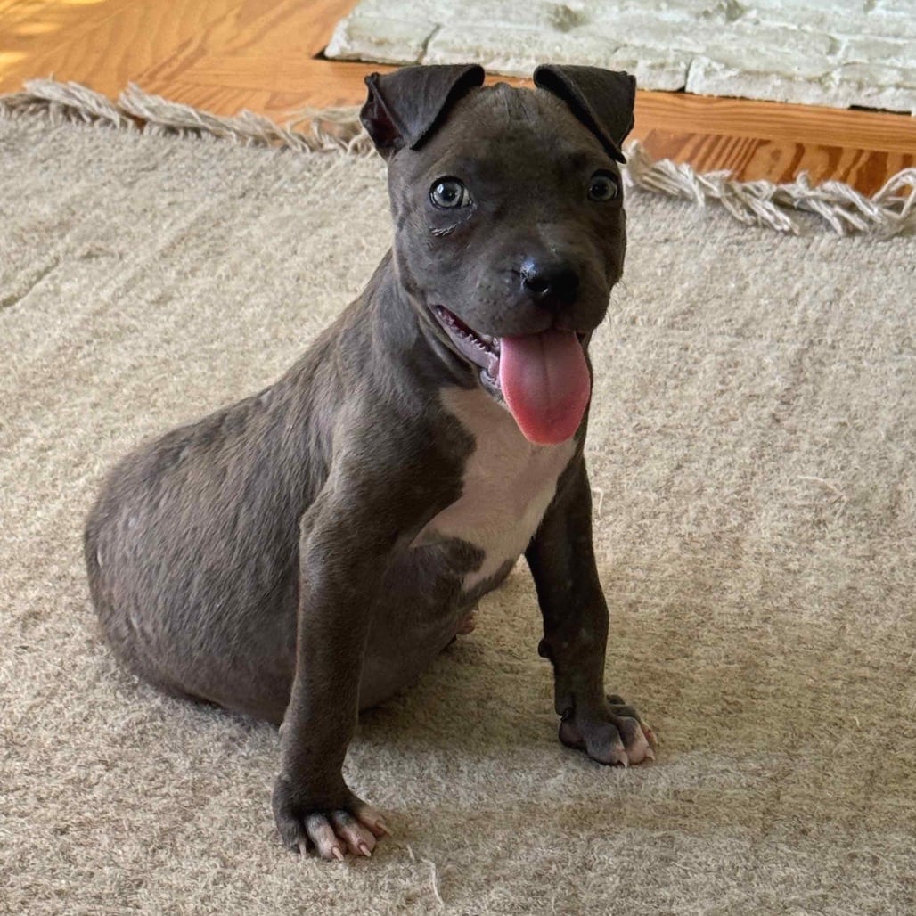 Photo of Pumpkin, adoptable Mixed Breed (Small) in Georgia, Georgia