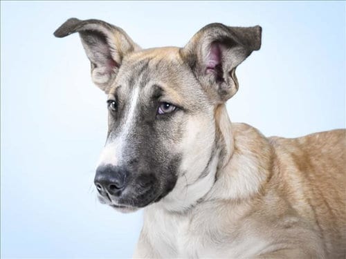 Photo of Australia, adoptable Anatolian Shepherd in Fort Collins, Colorado