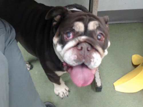 Photo of Bagel, adoptable Bulldog in San Bernardino, California