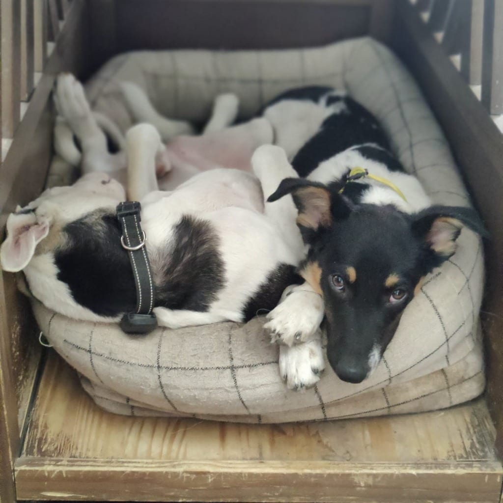 Photo of Graham, adoptable Border Collie in Texas