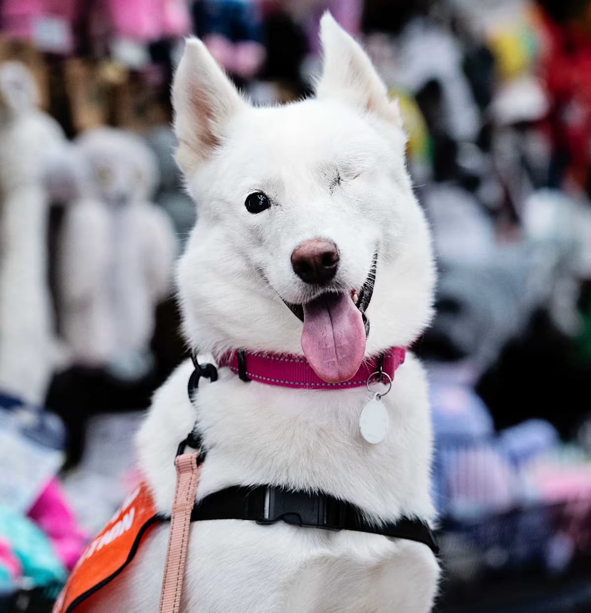Photo of Ariel, adoptable Husky/Shepherd (Unknown Type) in BURBANK, California