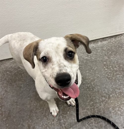 Photo of Squiggle, adoptable American Pit Bull Terrier in Phoenix, Arizona