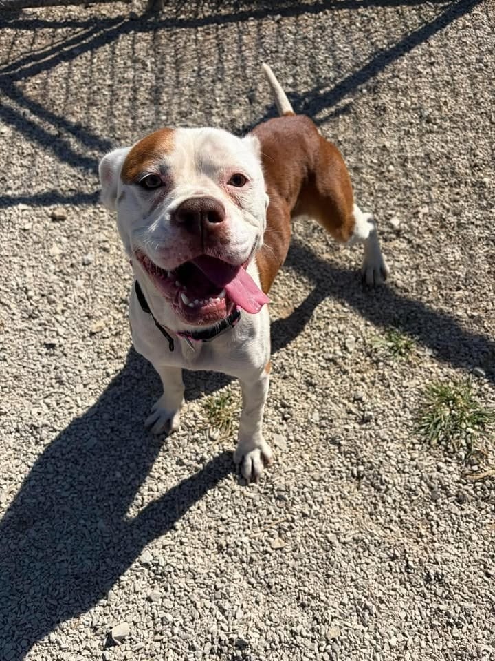 Photo of Harley, adoptable Mixed Breed in Greensburg, Indiana