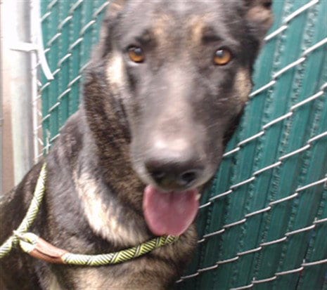 Photo of Luna, adoptable German Shepherd Dog in Downey, California