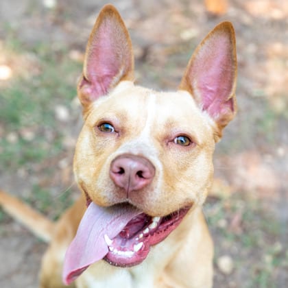 Photo of Esophagus, adoptable dog in Chamblee, Georgia