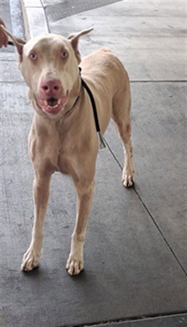 Photo of Casper, adoptable Doberman Pinscher in Los Angeles, California