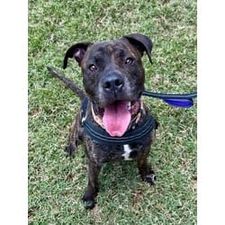 Photo of Caribbean, adoptable Terrier (Unknown Type, Medium) in Doral, Florida