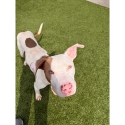 Photo of Marcus, adoptable American Pit Bull Terrier in Baton Rouge, Louisiana