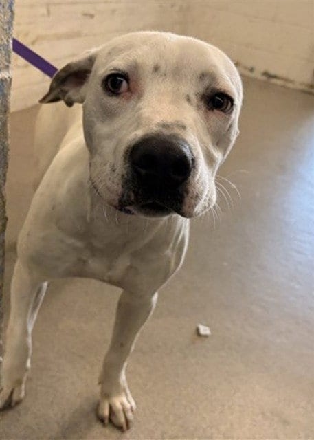 Photo of Aster, adoptable Pit Bull Terrier in San Bernardino, California