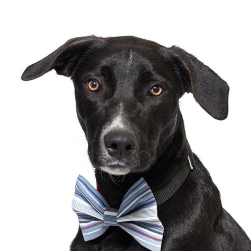 Photo of Willie, adoptable Border Collie in Santa Maria, California