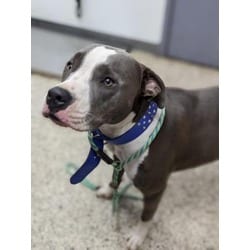Photo of Diamante, adoptable Mixed Breed (Medium) in New Castle, Delaware