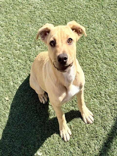 Photo of Delilah, adoptable Labrador Retriever in Salinas, California