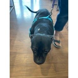 Photo of Riley, adoptable Mixed Breed (Medium) in Baton Rouge, Louisiana