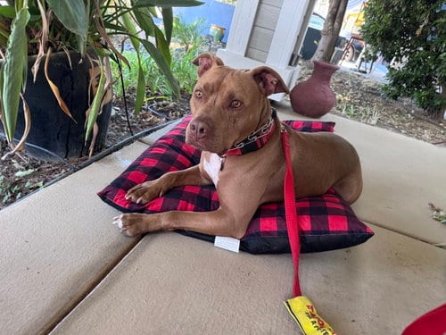 Photo of Rusty, adoptable Pit Bull Terrier in ROSEVILLE, California