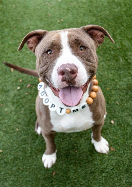 Photo of Taz, adoptable Pit Bull Terrier in Miami, Florida
