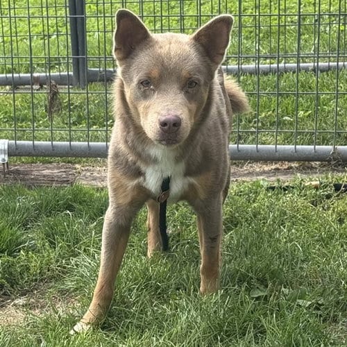 Photo of Bullet, adoptable Siberian Husky in Pueblo, Colorado