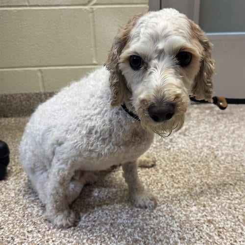 Photo of Skippy, adoptable Poodle (Miniature) in Pueblo, Colorado
