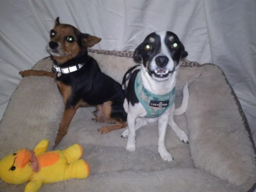 Photo of Peter and Micah, adoptable Rat Terrier in San Antonio, Texas