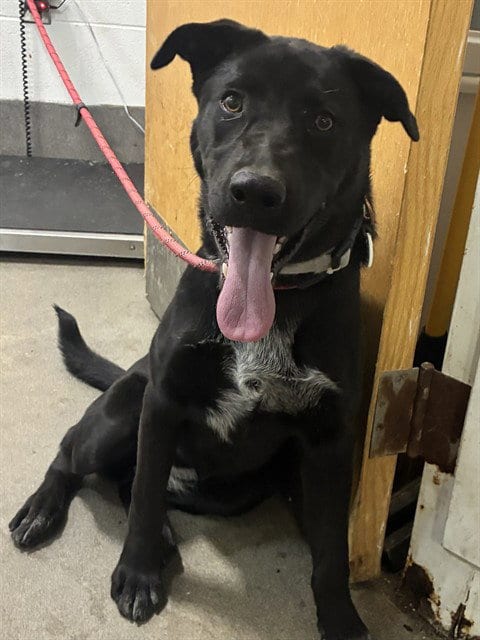 Photo of Darla, adoptable German Shepherd Dog in Forestville, Maryland