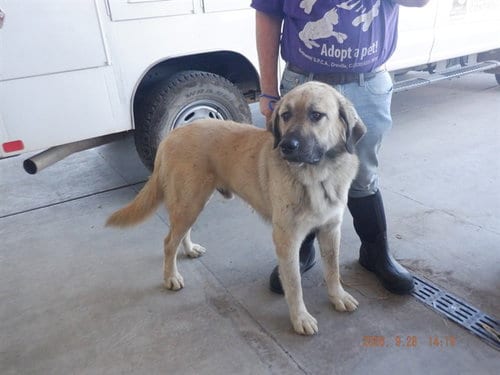 Photo of A614066, adoptable Anatolian Shepherd in Oroville, California