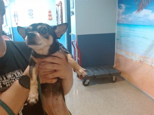 Photo of Peral, adoptable Chihuahua in Miami, Florida