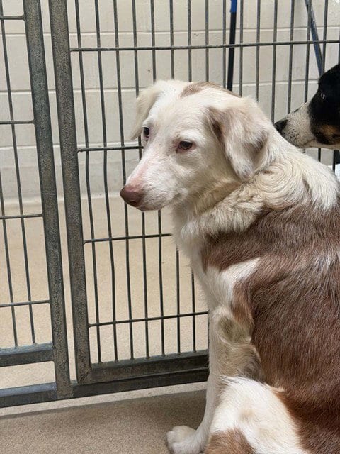 Photo of Janice, adoptable Border Collie in Lompoc, California