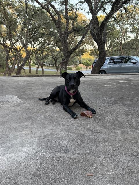 Photo of Jackie, adoptable American Staffordshire Terrier in San Antonio, Texas