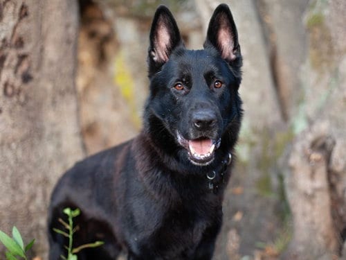 Photo of Elo, adoptable German Shepherd Dog in Martinez, California