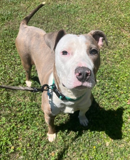 Photo of SweaterVest, adoptable dog in Chamblee, Georgia