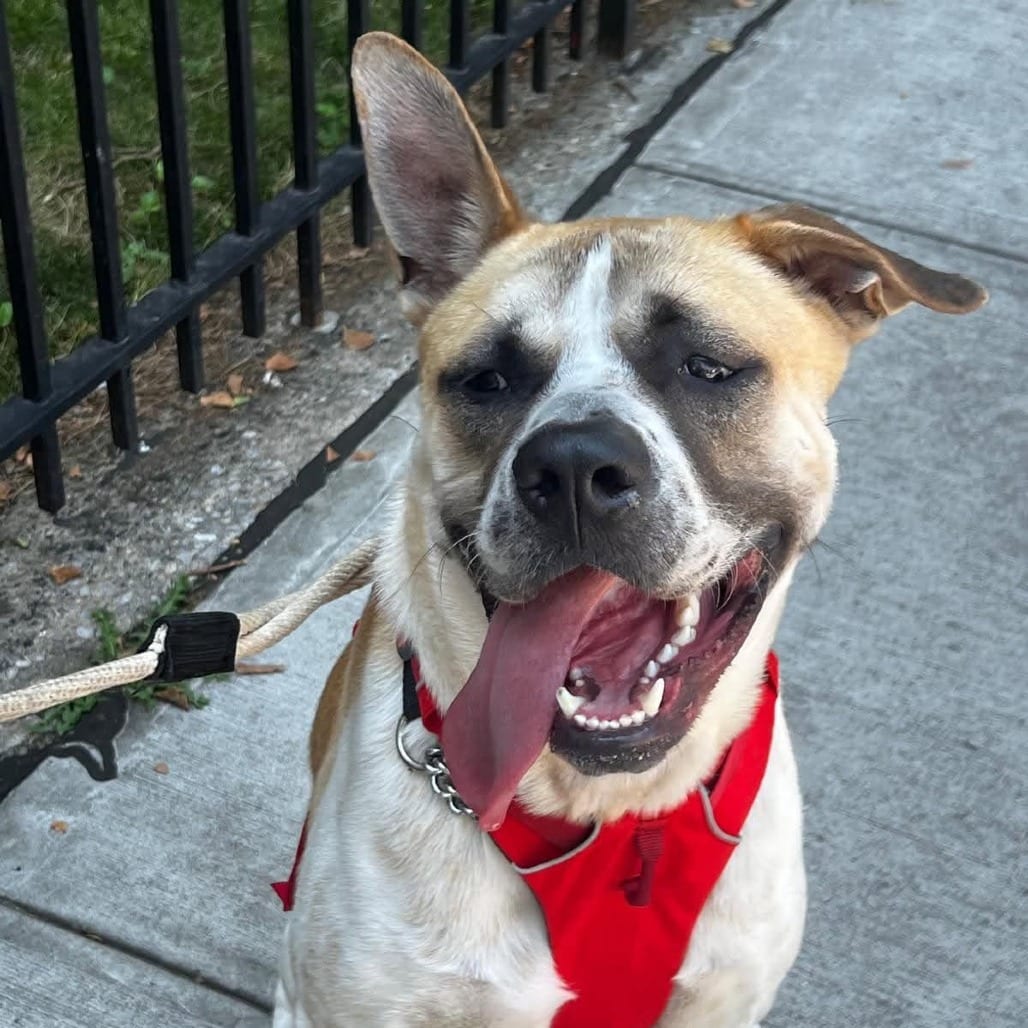 Photo of Pixel, adoptable Terrier, American Staffordshire / Mixed Breed (Medium) in Whitestone, New York