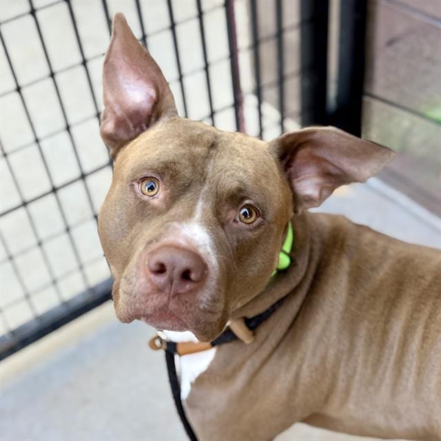 Photo of Gunnar, adoptable dog