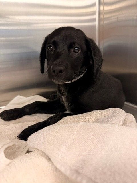 Photo of Raven, adoptable Unknown breed in Rancho Santa Fe, California