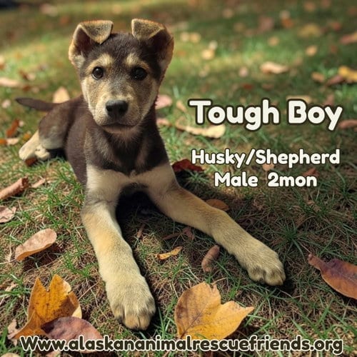 Photo of Tough Boy, adoptable Shepherd in Anchorage, Alaska