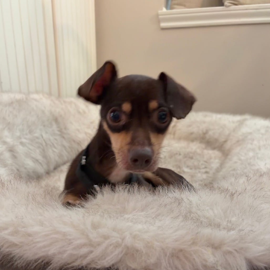 Photo of Waffles Clark *Arriving 10/24* D12782, adoptable Chihuahua, Short Coat / Dachshund in Princeton area, Minnesota