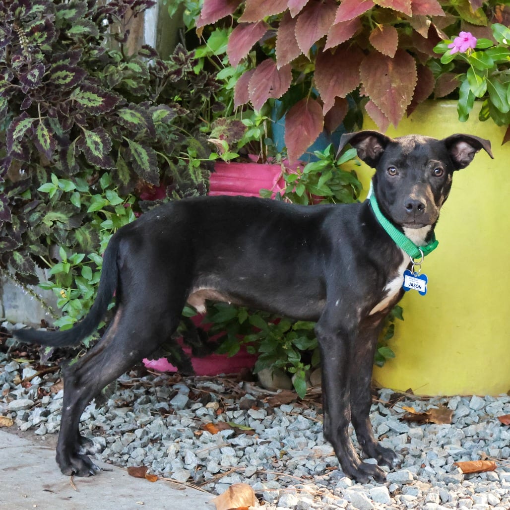 Photo of Jason, adoptable Retriever, Labrador in Wake Forest, North Carolina