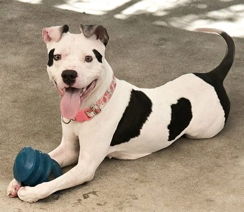 Photo of Janet Leigh, adoptable Pit Bull Terrier in Sacramento, California