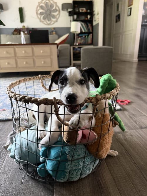Photo of Ray - JRT/Pittie puppies, adoptable Jack Russell Terrier in Oakhurst, New Jersey