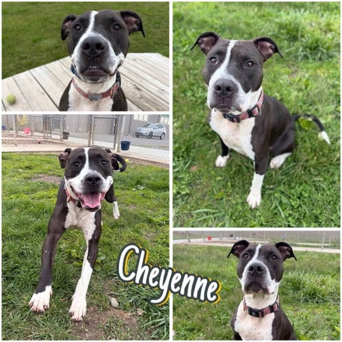 Photo of Cheyenne, adoptable American Staffordshire Terrier in Pierceton, Indiana