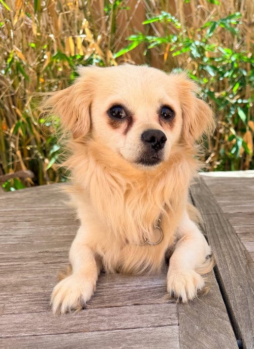 Photo of Davey, adoptable Pekingese in San Diego, California