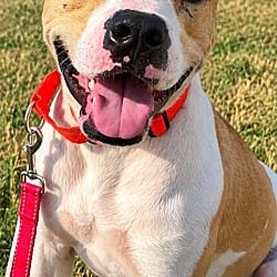Photo of Calvin, adoptable American Pit Bull Terrier Mixed Breed (Medium) in East Ridge, Tennessee